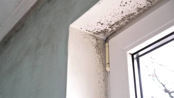 Best Residential Mold Removal  in Edwards Af, CA