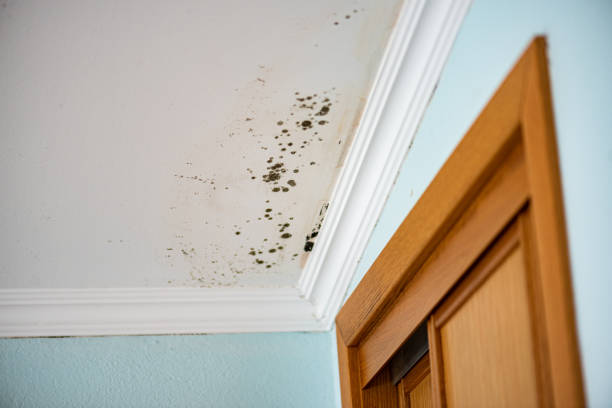 Best Water Damage Restoration  in Edwards Af, CA
