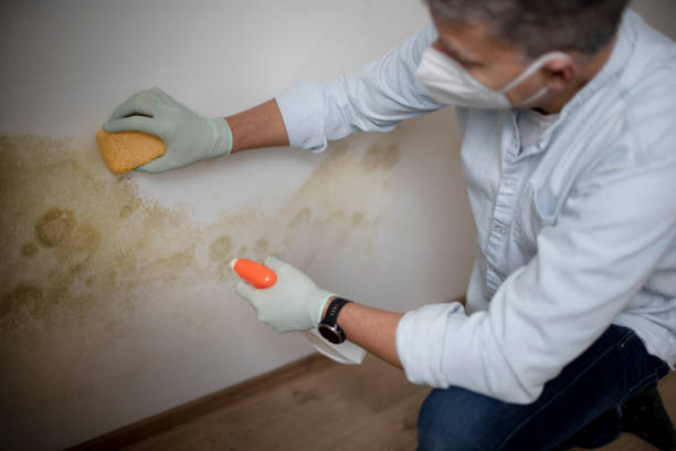 Best Emergency Mold Removal  in Edwards Af, CA